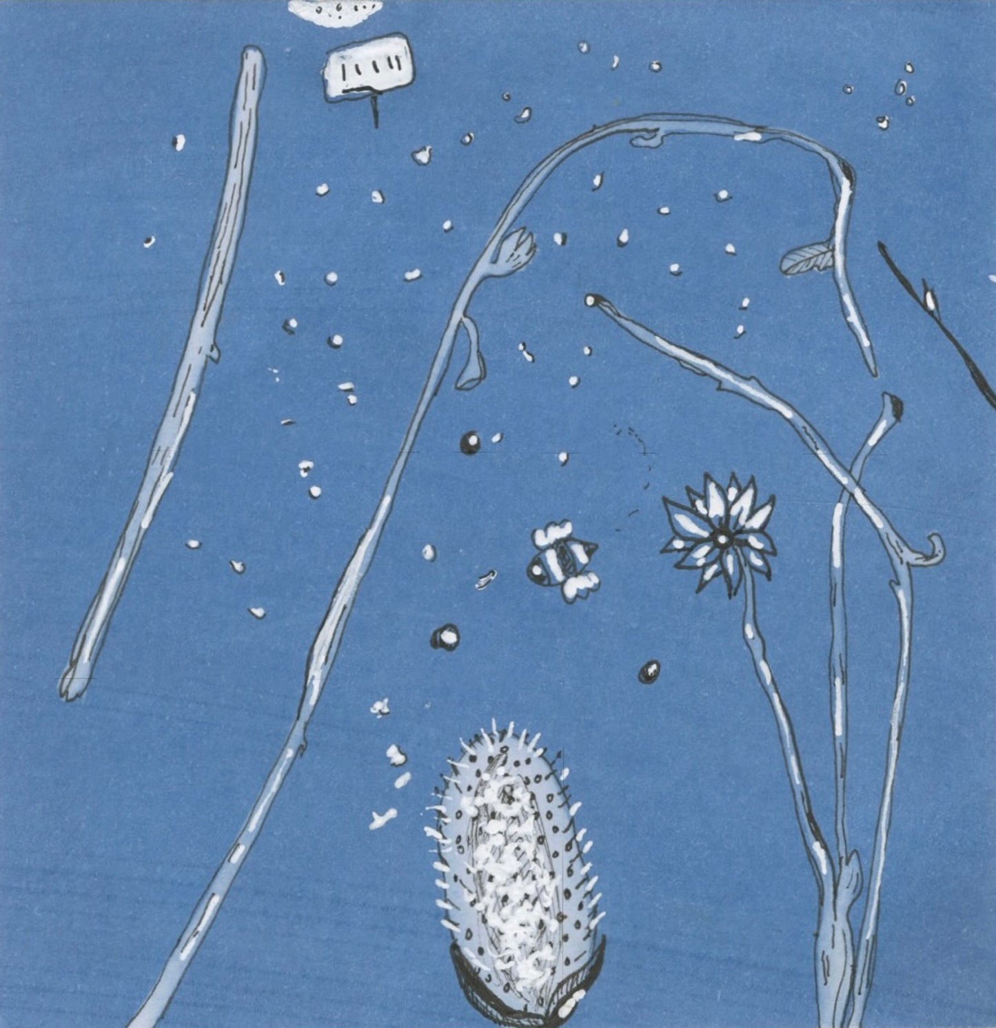 Drawing of a plant with spiky seed pod against a blue background.