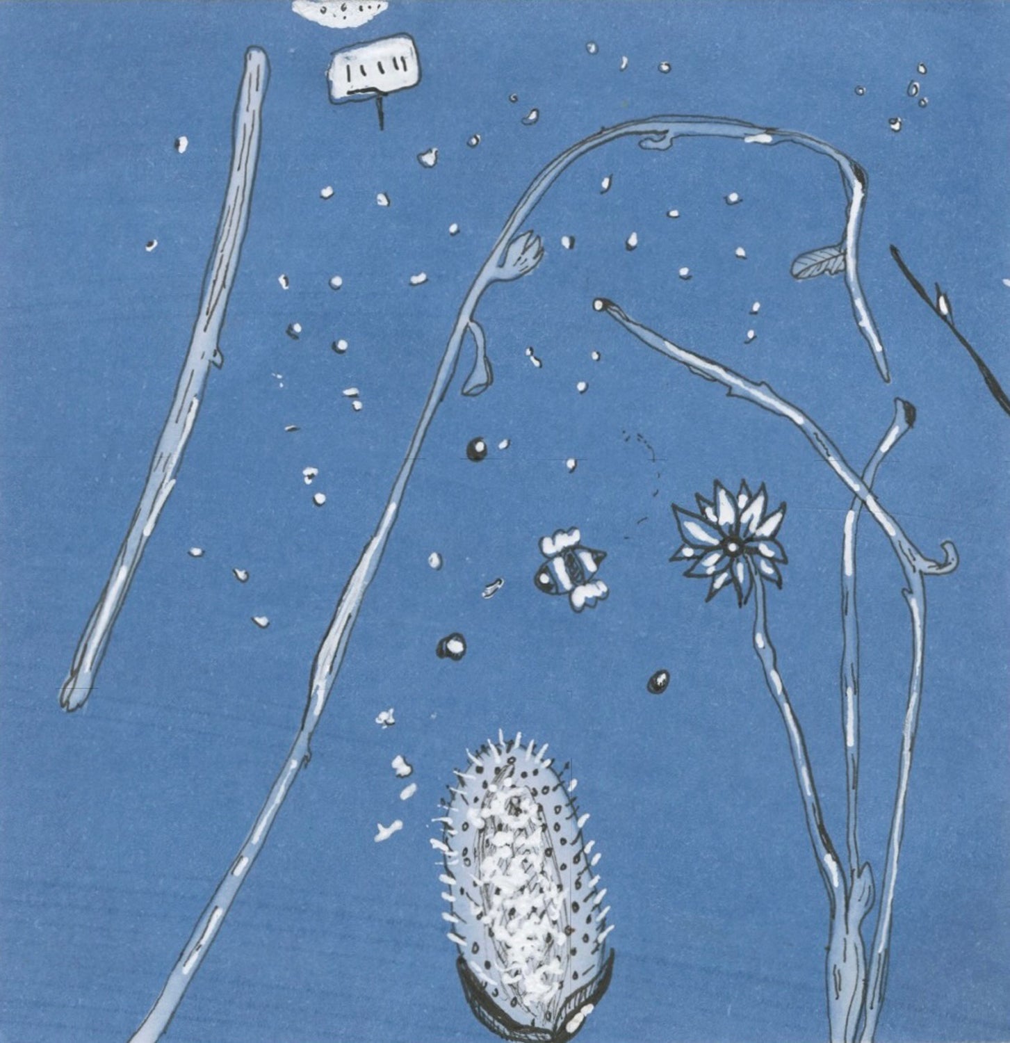 Drawing of a plant with spiky seed pod against a blue background. 