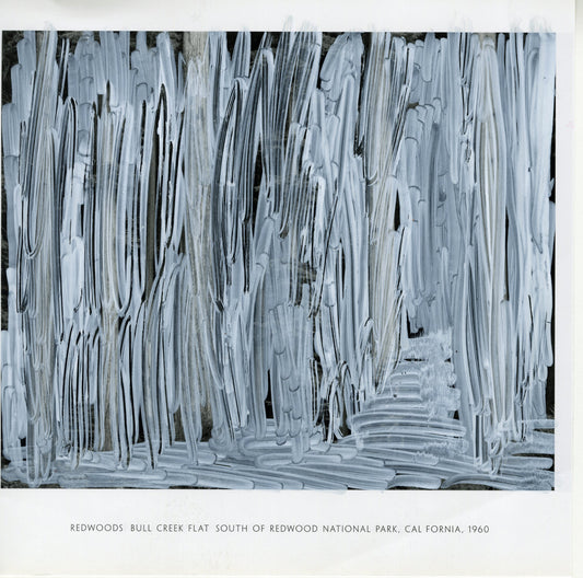 A black-and-white photograph by Ansel Adams of redwood trees from the Bull Creek Flat, situated south of Redwood National Park, California. The trees are heavily obscured by white acrylic marker strokes across the entire photograph. The marker creates a layered texture with overlapping loops and streaks, which obscure the natural details of the trees such as their trunks and branches. The acrylic markings add an abstract quality to the composition, offering a stark contrast to the photograph of the forest.