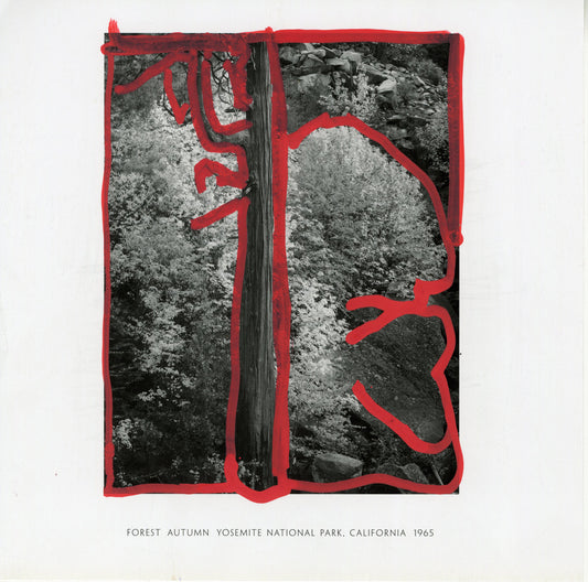 A black and white photograph by Ansel Adams of a forest scene in Yosemite National Park, California. The central focus is a tall tree trunk dividing the image vertically. On either side of the trunk are dense clusters of trees with abundant foliage. The photograph is edged with red acrylic marker lines that outline parts of the trees and the trunk, creating an abstract overlay.
