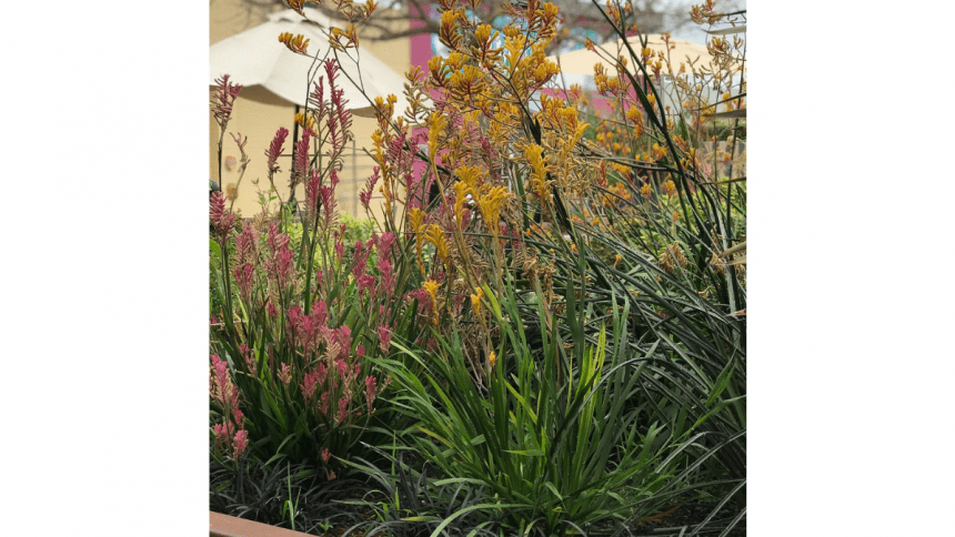 Flowers in NIAD's garden